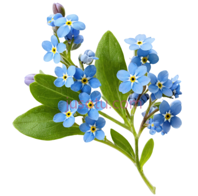 勿忘草,蓝色, PNG