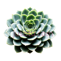 多肉植物,植物PNG
