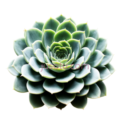 多肉植物,植物, PNG