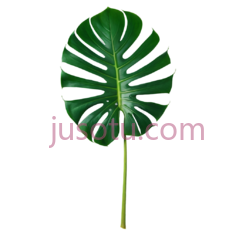 绿萝叶片PNG
