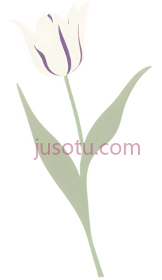 郁金香,插画,白色,紫色PNG