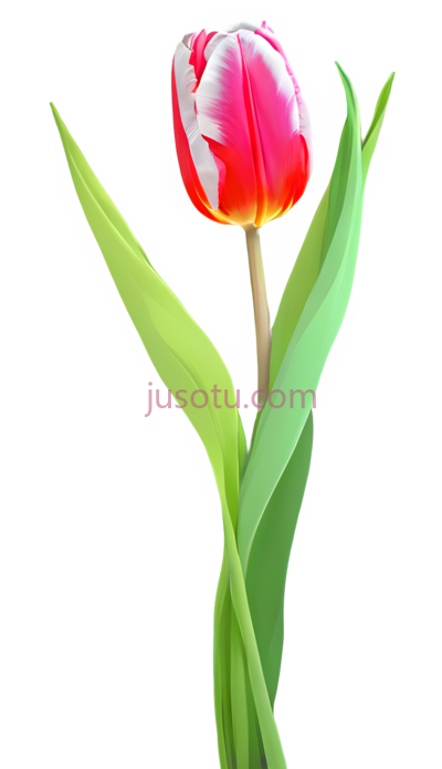 抽象郁金香, PNG