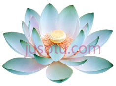 莲花,插画,白色,绿色,黄色PNG