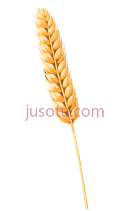 小麦穗PNG