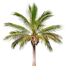 椰子树,自然,绿色PNG