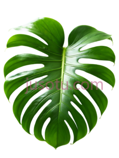 龟背竹叶, PNG