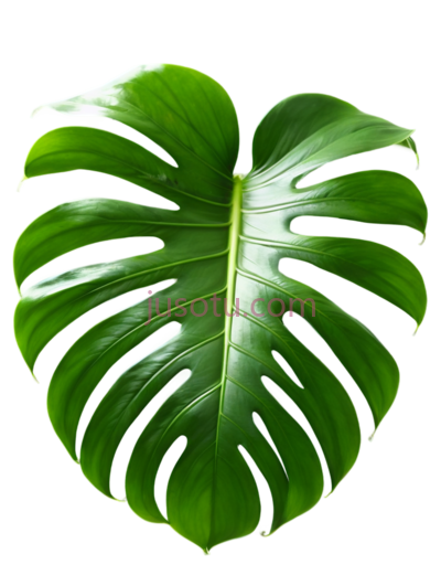 龟背竹叶, PNG
