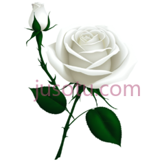 玫瑰,插画,白色PNG