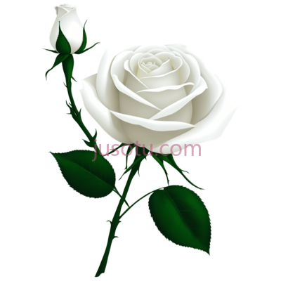 玫瑰,插画,白色, PNG