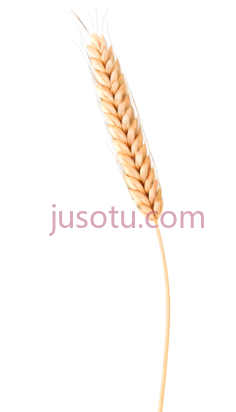 小麦穗PNG