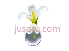 小苍兰,花 PNG