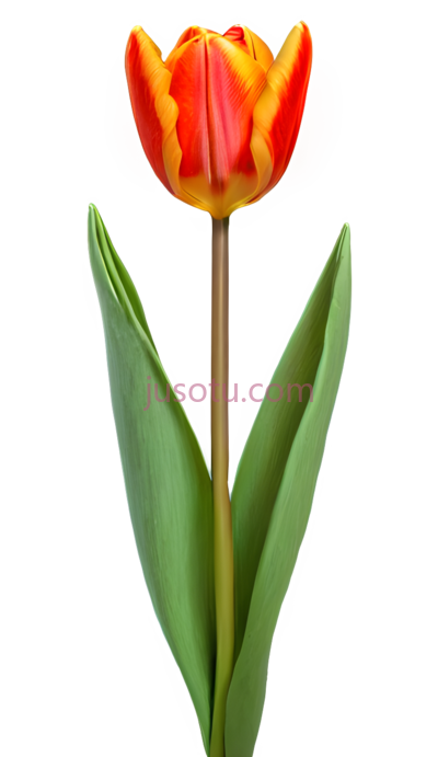 郁金香,红橙色, PNG