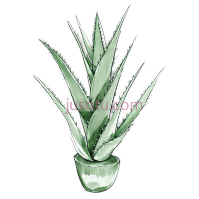 仙人掌,素描,灰度, PNG