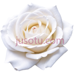 白玫瑰,花瓣PNG