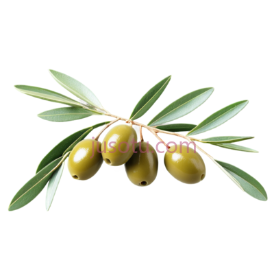 绿色橄榄枝, PNG