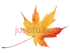 枫叶,秋色PNG
