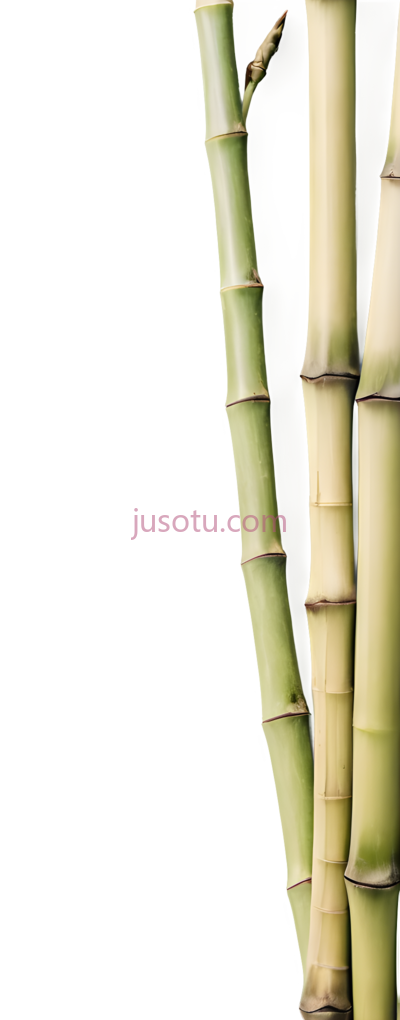 竹笋, PNG