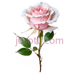玫瑰,自然,粉色PNG