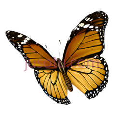 蝴蝶,卡通,橙色,黑色,白色PNG