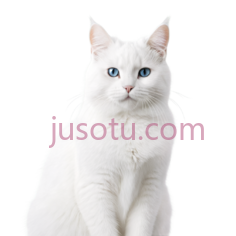 猫,坐姿,白色PNG