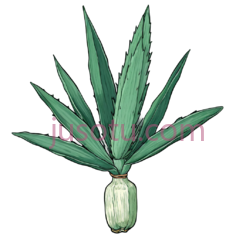 龙舌兰植物PNG
