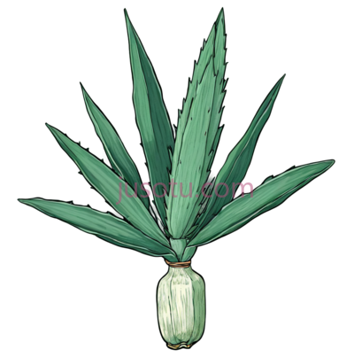 龙舌兰植物, PNG