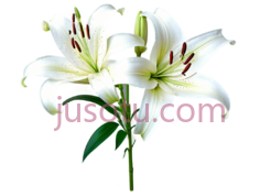 白百合,花 PNG