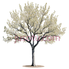 树,3D,白色PNG