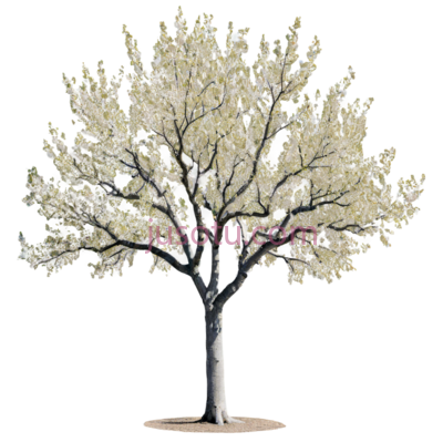 树,3D,白色, PNG