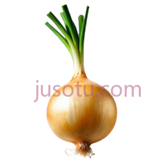 黄色洋葱PNG