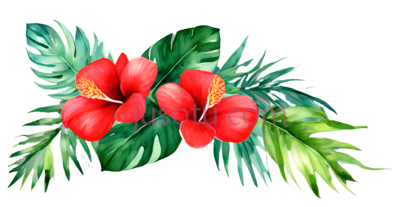 花朵,叶子,水彩画,红色,绿色, PNG