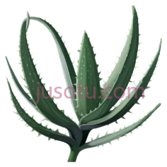 芦荟叶PNG