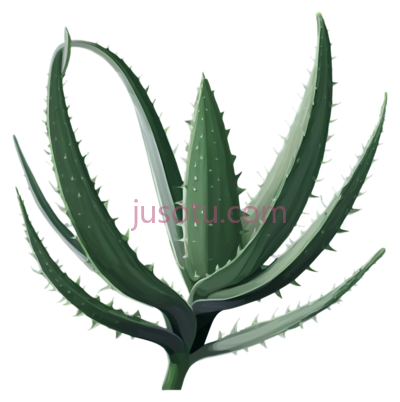 芦荟叶, PNG
