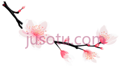 樱花,插画,白色,粉色PNG