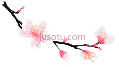 樱花,插画,白色,粉色, PNG