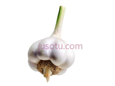 大蒜, PNG