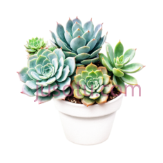 水彩,多肉植物,花盆PNG
