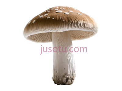 蘑菇, PNG