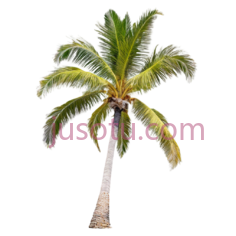 椰子树,自然,绿色PNG
