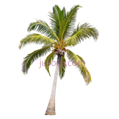 椰子树,自然,绿色, PNG