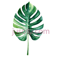 龟背竹叶, PNG