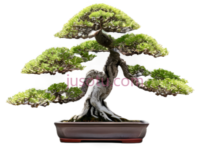 盆景,树皮,景象, PNG