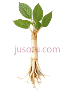 人参根PNG