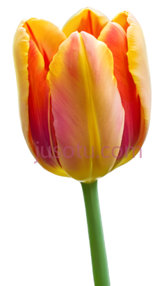 郁金香花蕊PNG