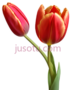 红郁金香,花瓣PNG