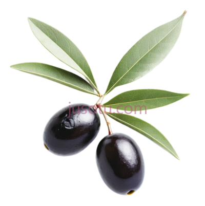 植物,黑橄榄,叶子, PNG