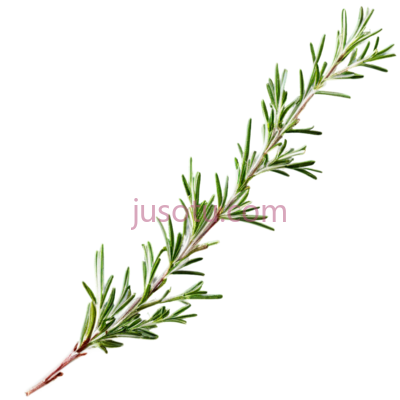 单支迷迭香, PNG