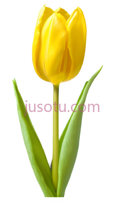 黄色郁金香,花瓣PNG