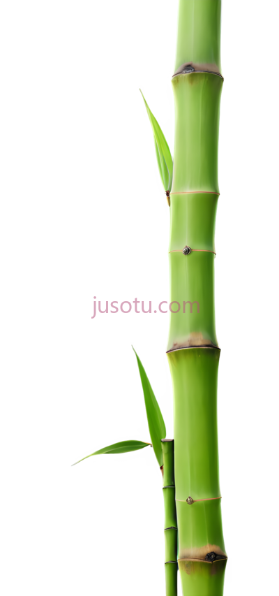 竹子,鲜绿色, PNG