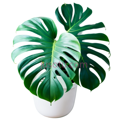 绿萝, PNG